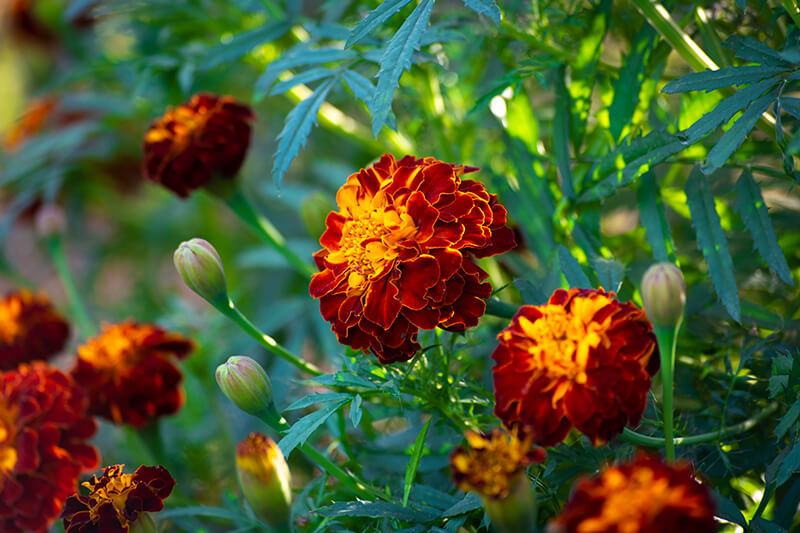 French Marigold