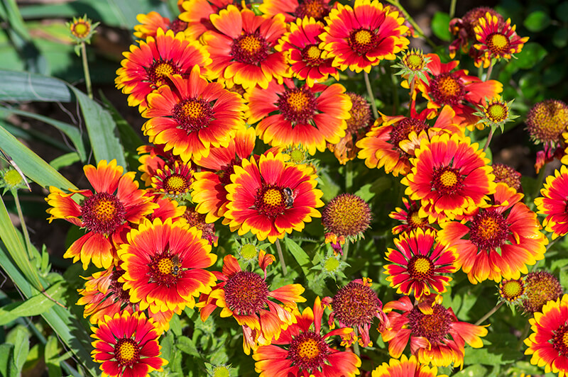 Blanket Flower