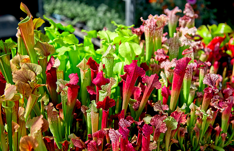 Pitcher Plant