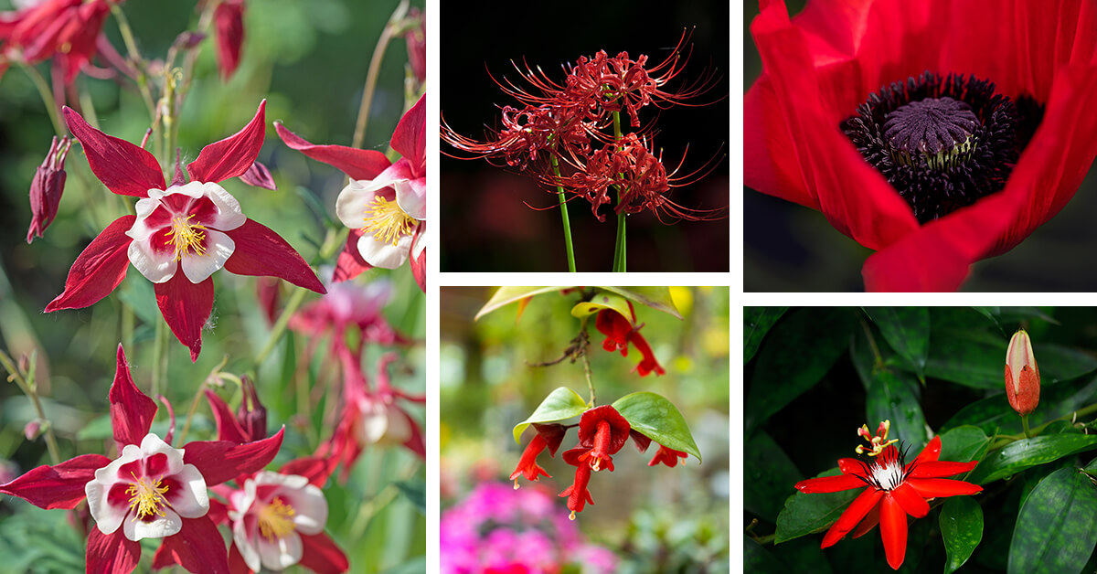 Featured image for 27 Brilliant Red Flowers to Plant in Your Garden and Bring Your Landscape Together