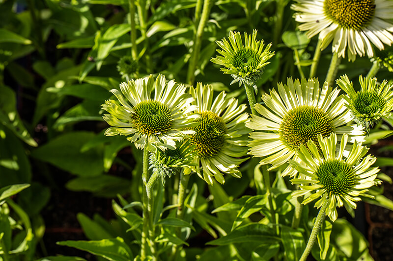 Coneflower