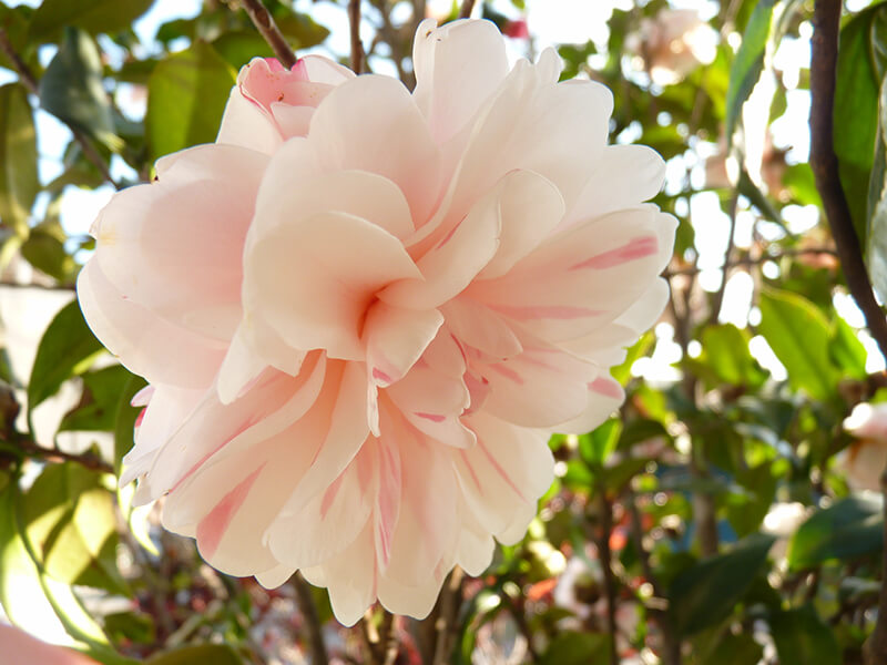 Camellia