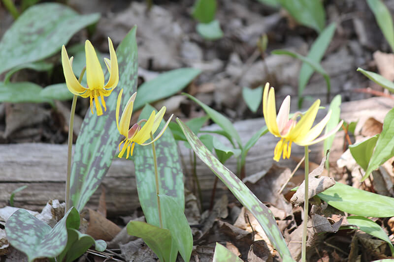 Yellow Trout Lily