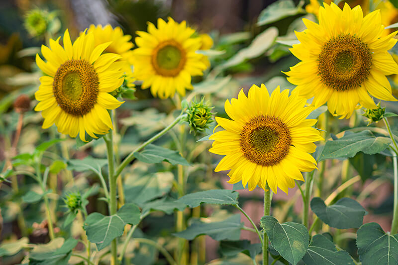 Sunflower