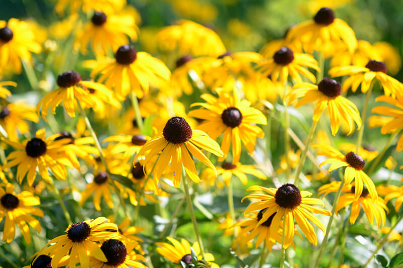 Black-Eyed Susan, Yellow Butterfly Bush