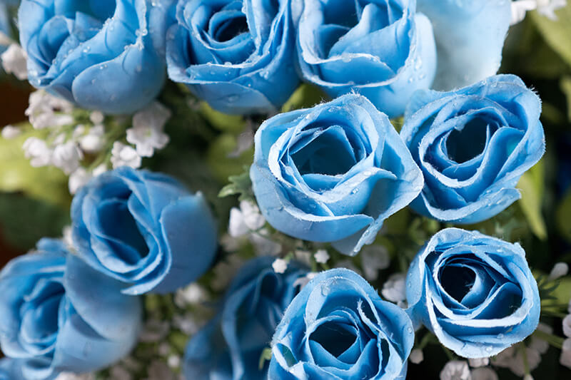 Blue Rose