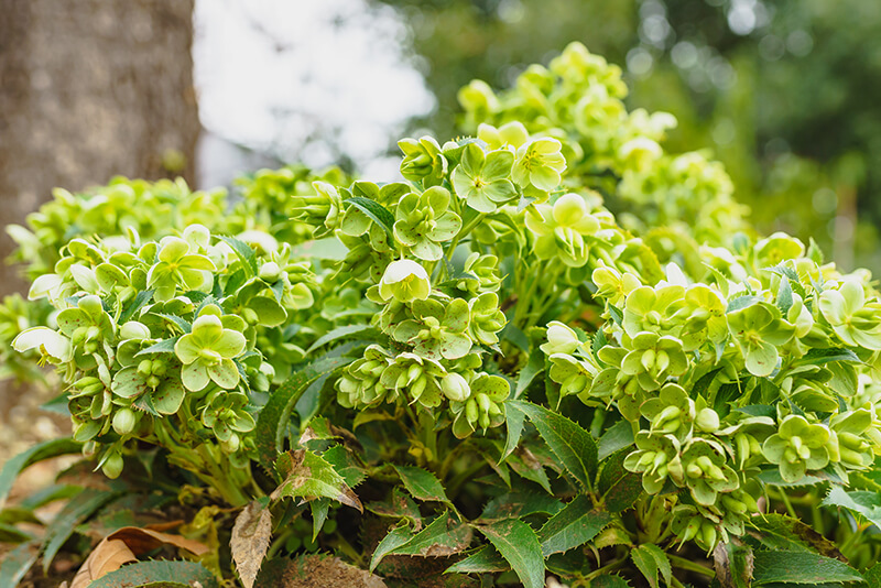 Corsican Hellebore