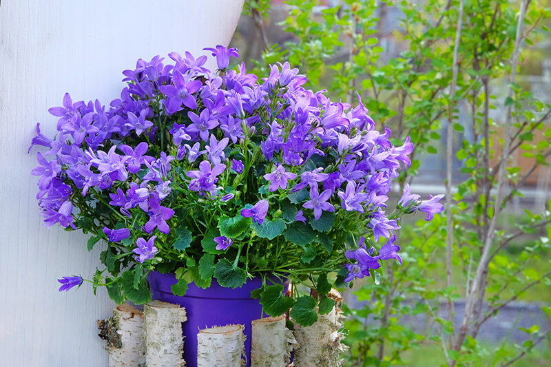 Bellflower Plant Type