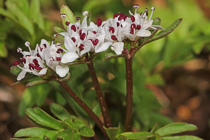 Harbinger of Spring