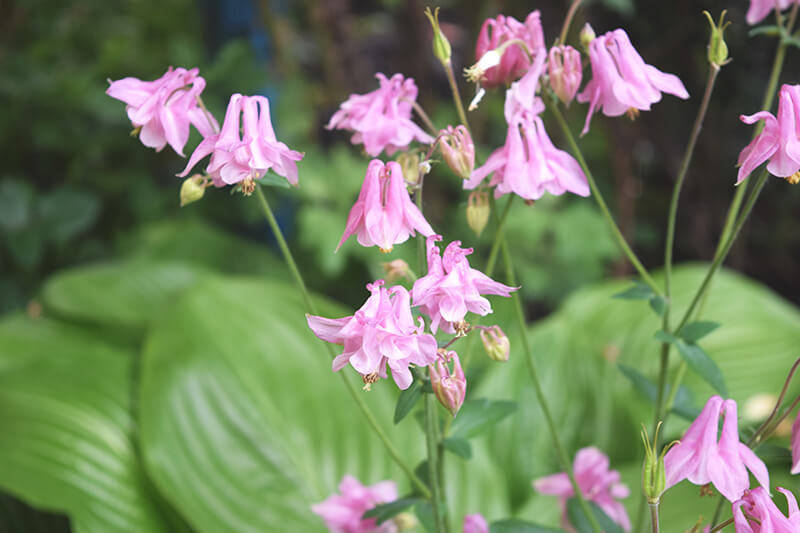 Columbine