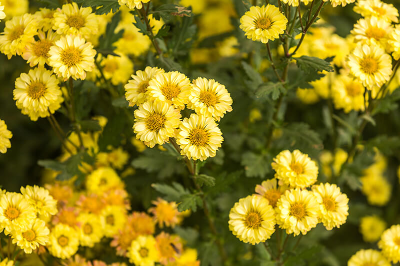 Chrysanthemum Yellow Flowers