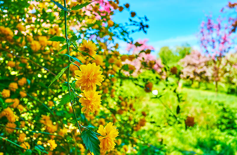 Yamabuki Japanese Rose