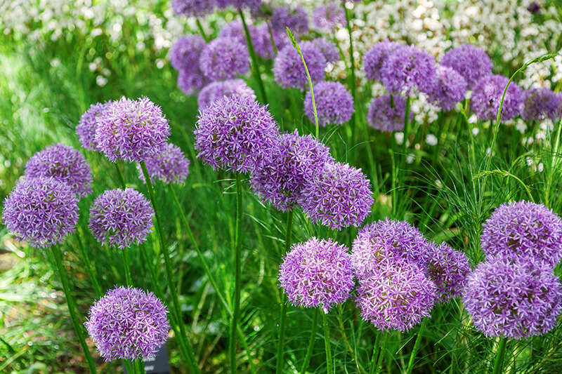 Allium Plant Type