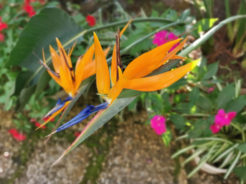 Bird of Paradise Yellow Flowers, Yellow Butterfly Bush