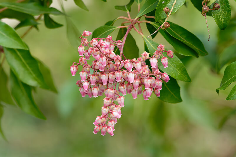 Lily of the Valley Bush