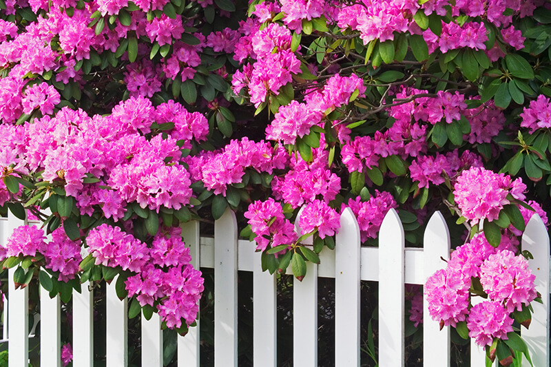 Azaleas