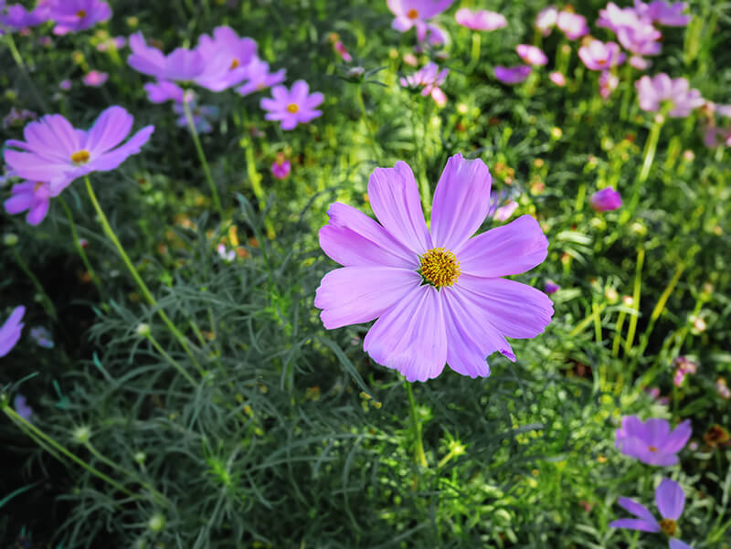 Cosmos Plant Type