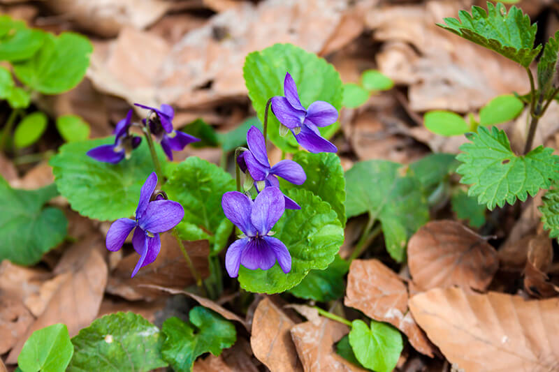 Wood Violet