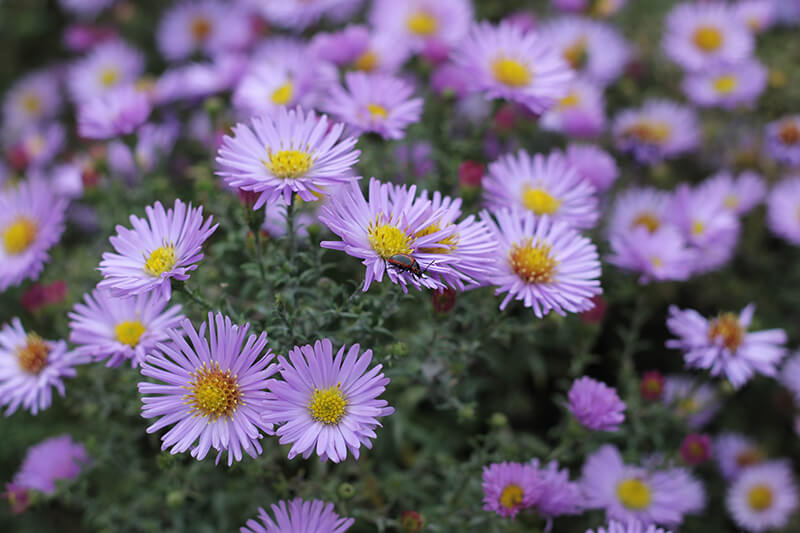 Aster