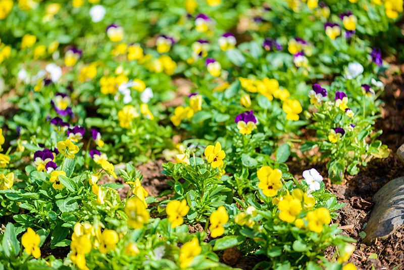 Busy Lizzie Yellow Flowers, Flower Heads