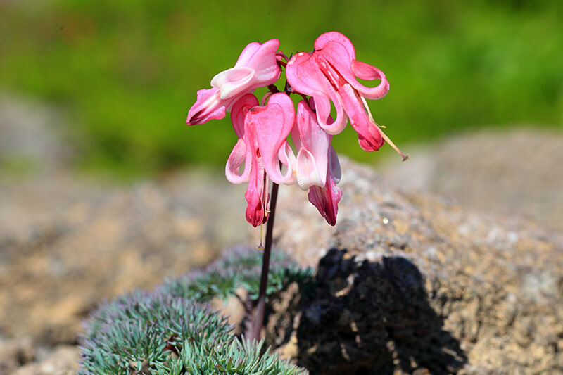 Komakusa Bleeding Heart