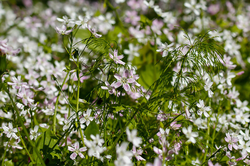 Spring Beauty