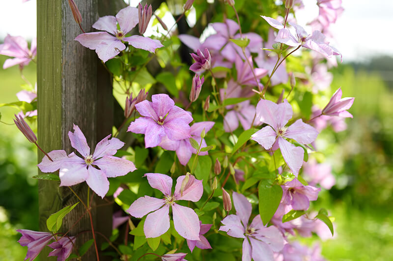 Clematis