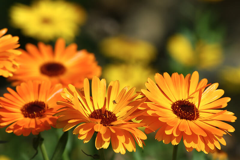 Calendulas Yellow Flowers