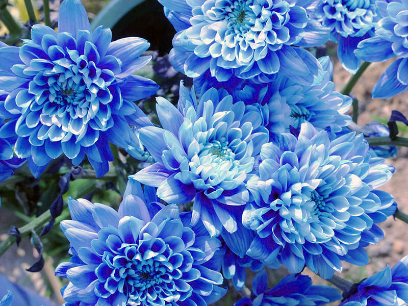 Blue Chrysanthemum