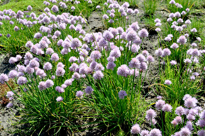 Shirouma Asatsuki Chives