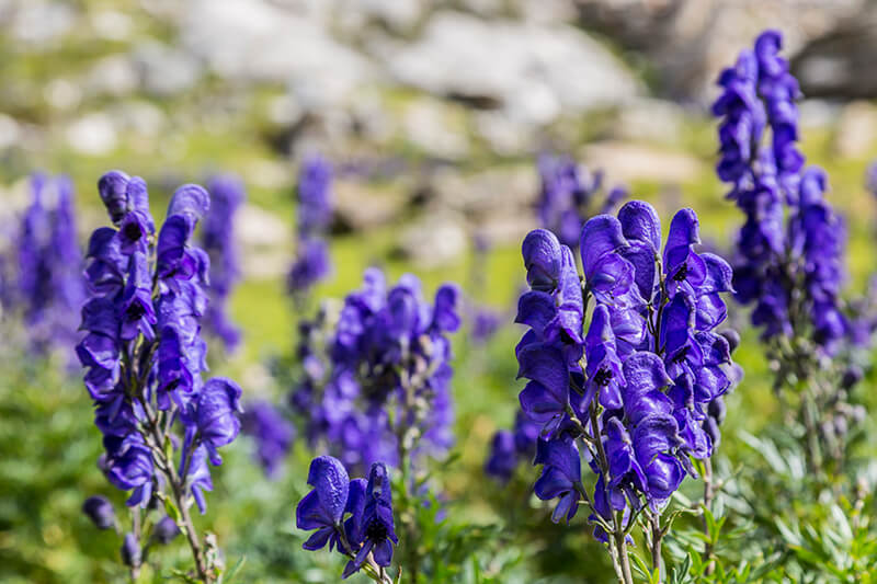 Monkshood, Balloon Flower