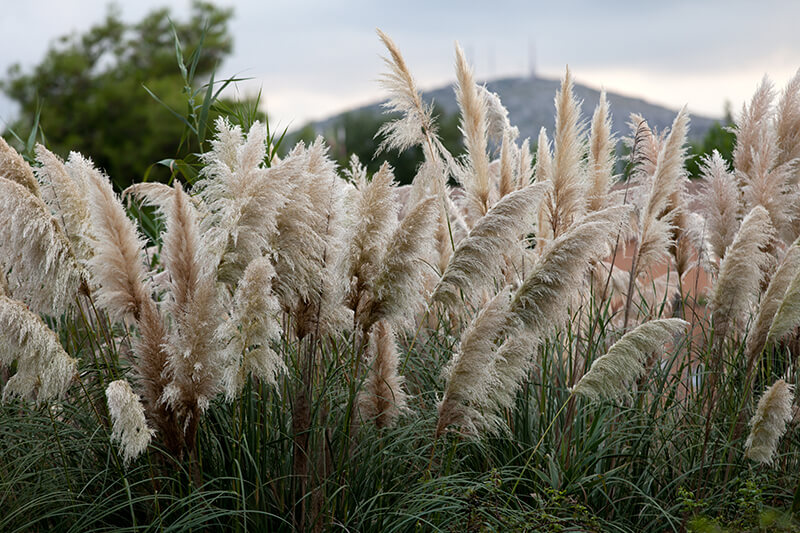 Uruguayan Pampas Grass