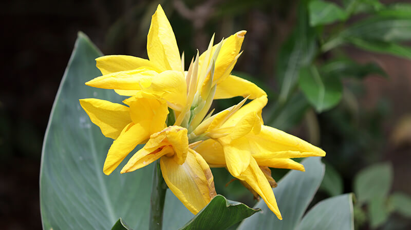 Canna Lily Yellow Flowers, Calla Lilies