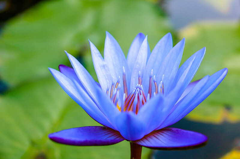 Water Lily