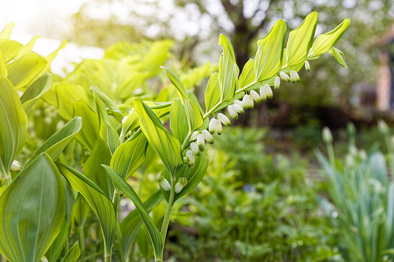 Solomon’s Seal