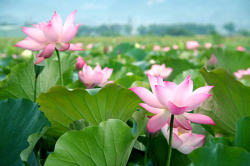 Sacred Lotus