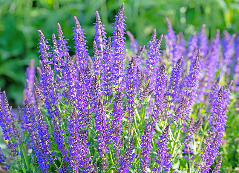 Woodland Sage, Balloon Flower