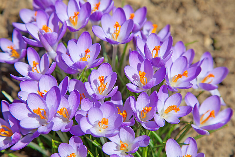 Spring Crocus