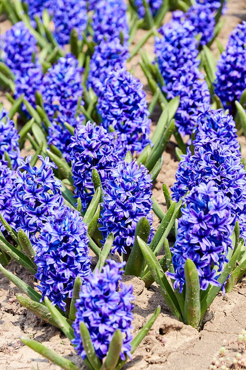 Hyacinth