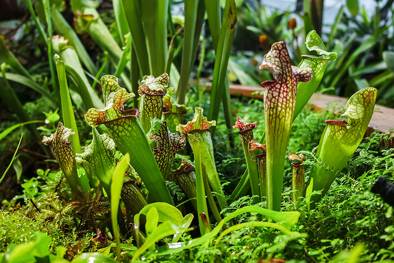 Sweet Pitcher Plant