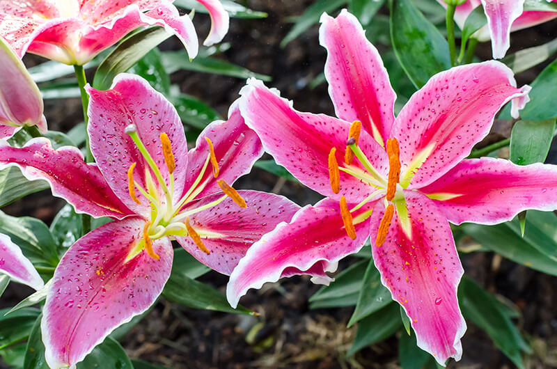 Oriental Lily