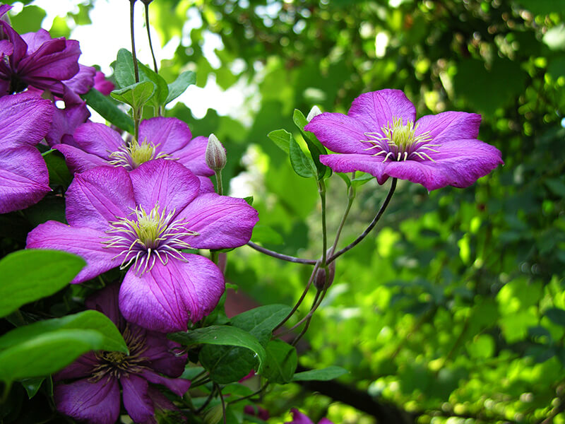 Clematis, Flowering Plant