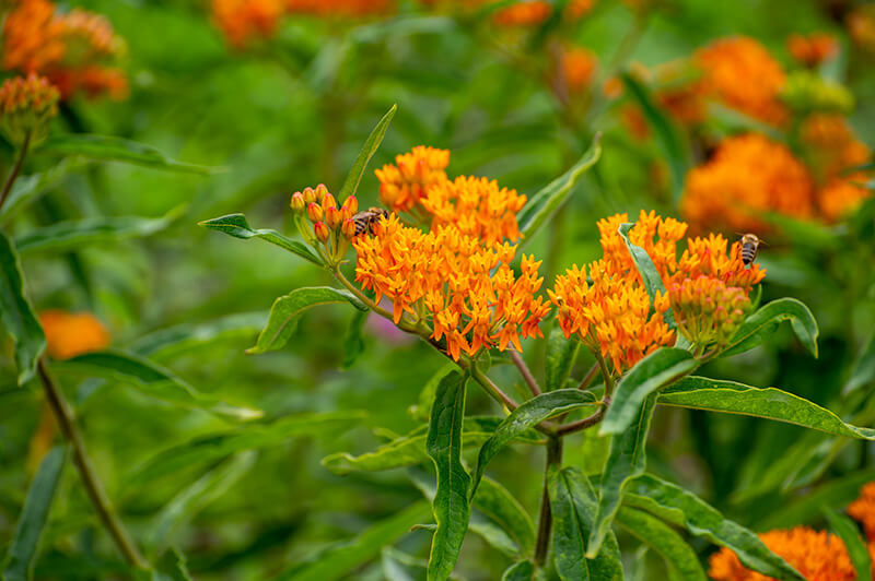 Butterfly Weed