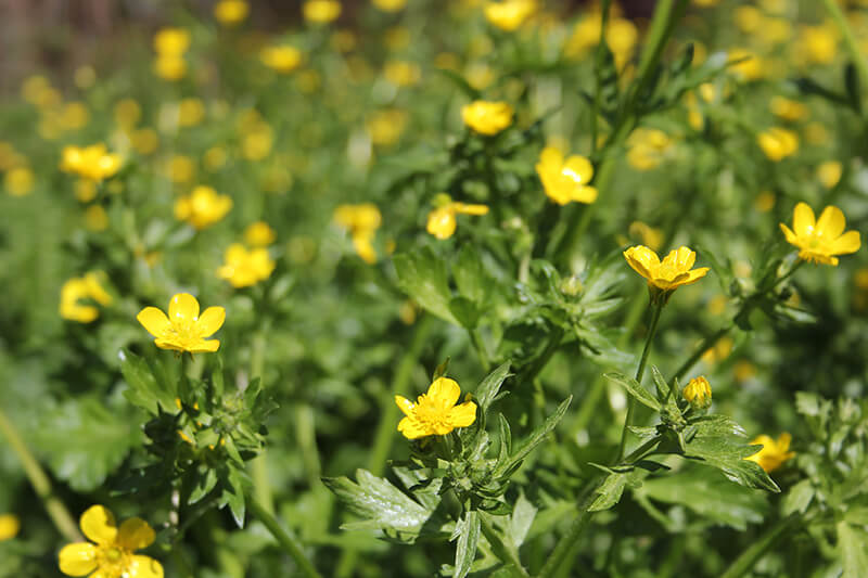 Bulbous Buttercup Yellow Flowers