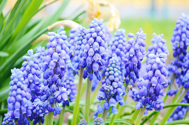 Blue Grape Hyacinth