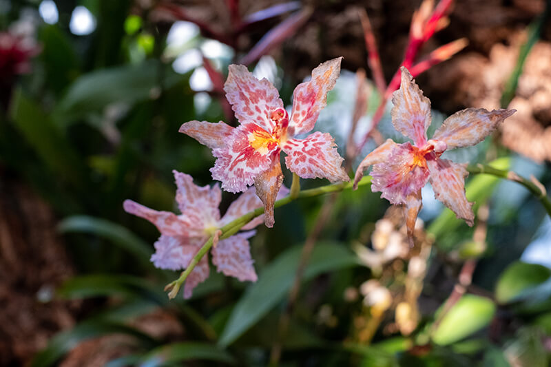 Toad Lily