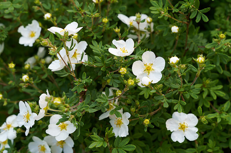 Bloodroot