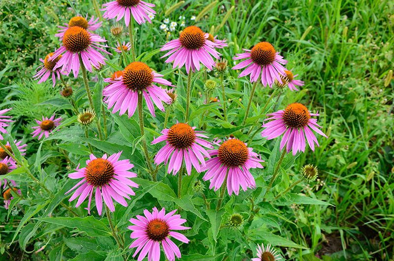 Coneflower