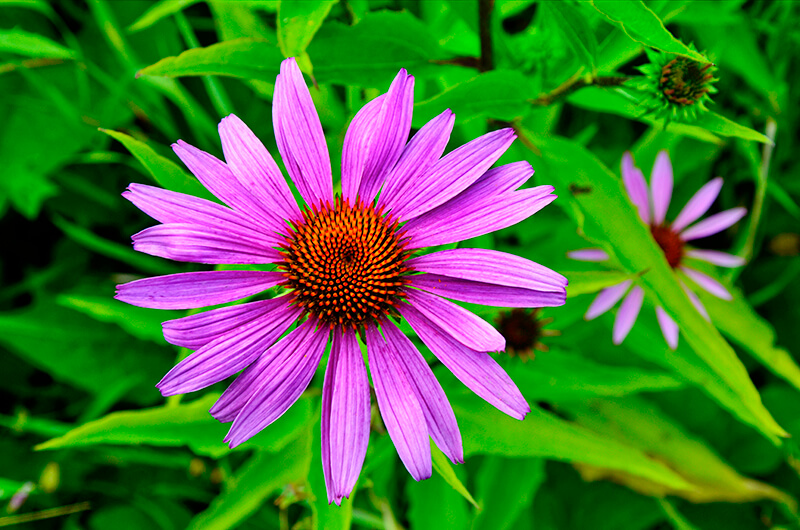 Coneflower in North America