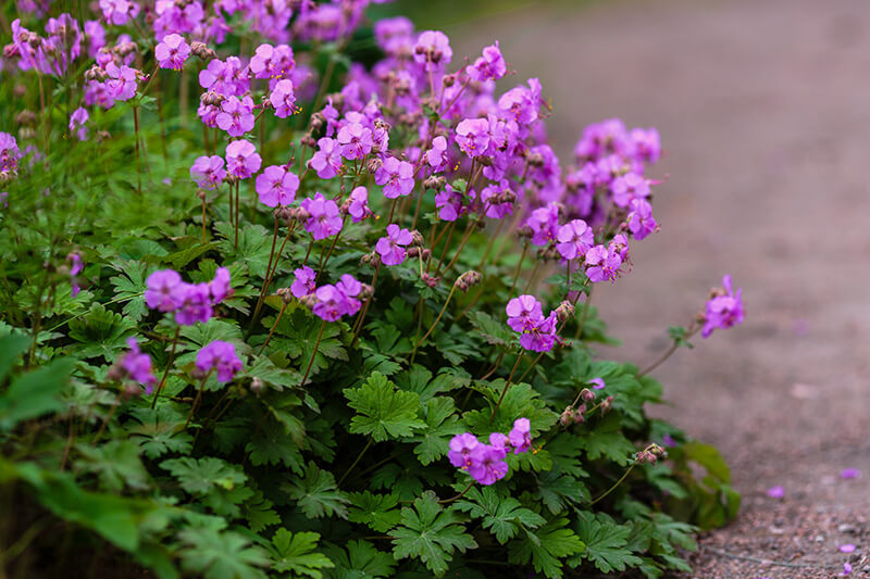 Wild Geranium